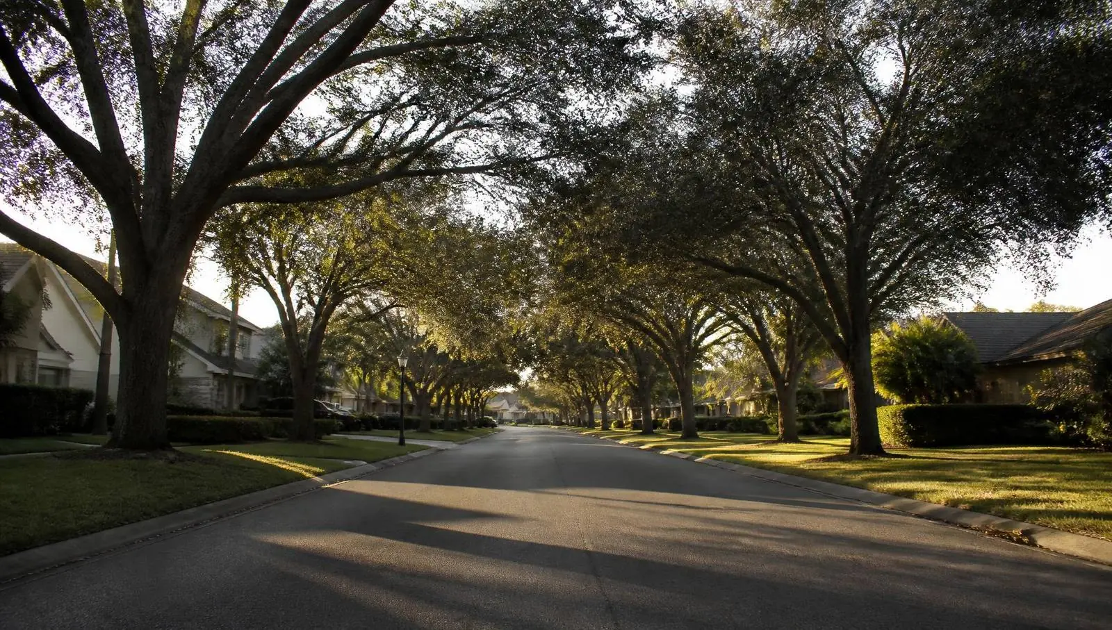 Tree-lined residential street in Florida